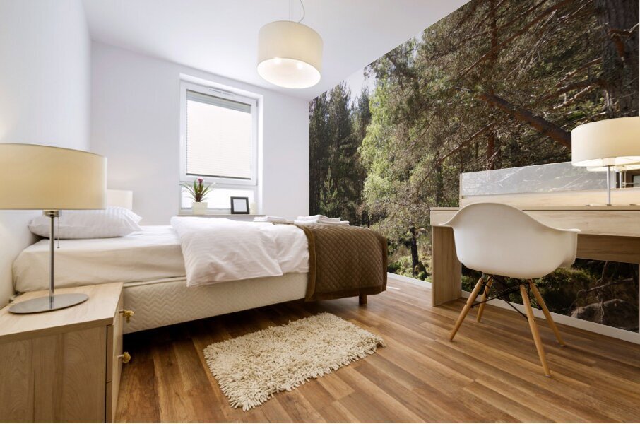 Summer Woodland in the Scottish Highlands  Mural print