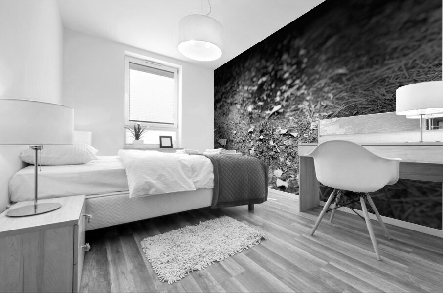Scenes from the Trail - The Black and White Path  Mural print