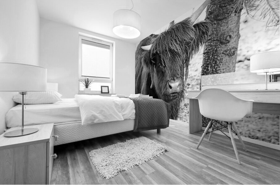 Young Highland Cow Portrait Black And White Mural print