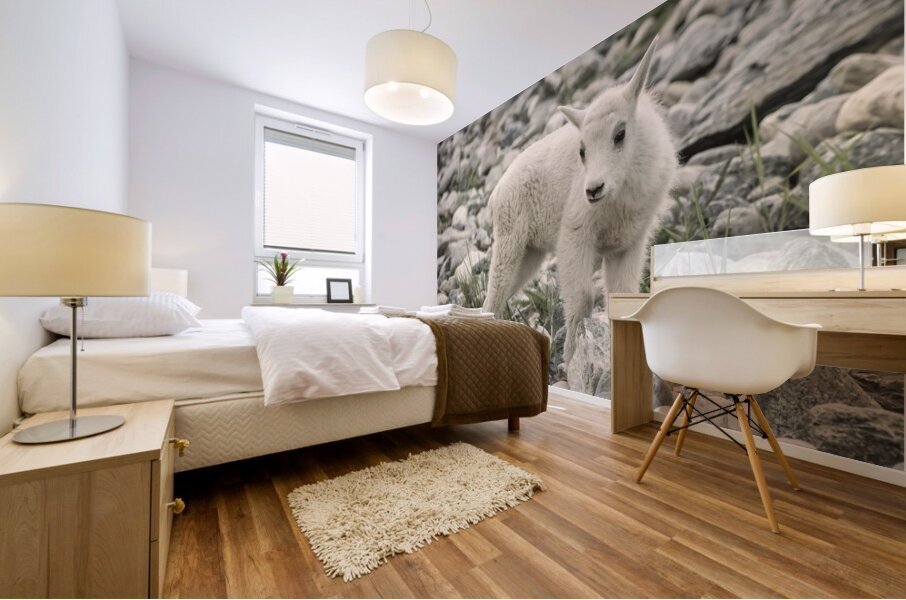 The Innocence of a Baby White Goat: Stunning Photography Mural print