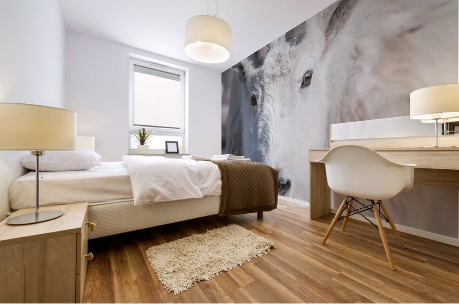 Majestic Close-Up: White Mountain Goat Portrait Mural print