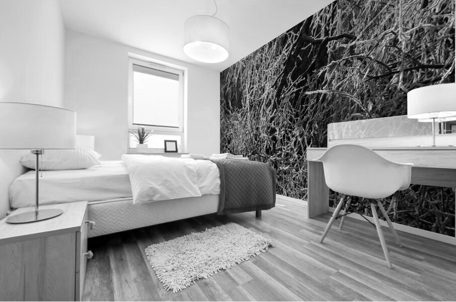 Frosty Birch Tree of the Scottish Highlands  Mural print