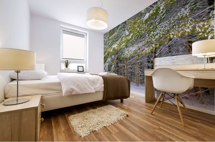 Cold Scotch Pines Mural print