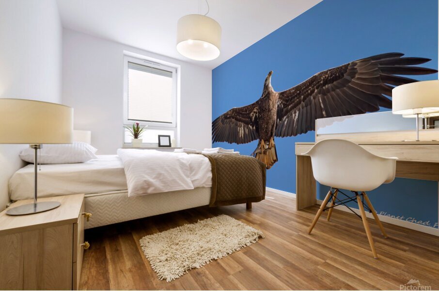 Juvenile Bald Eagle - Fresh Catch Mural print