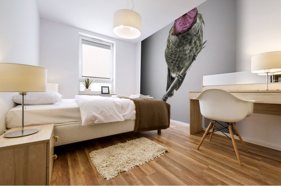 Focused Annas Hummingbird Mural print
