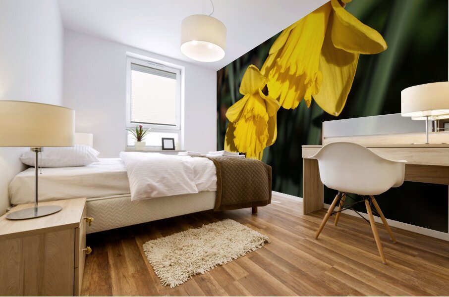 Spring Daffodils                                                                                                                      Mural print