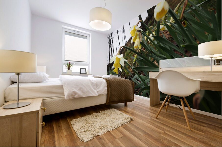  Daffodils Song in the Scottish Highlands                                                                                                                     Mural print