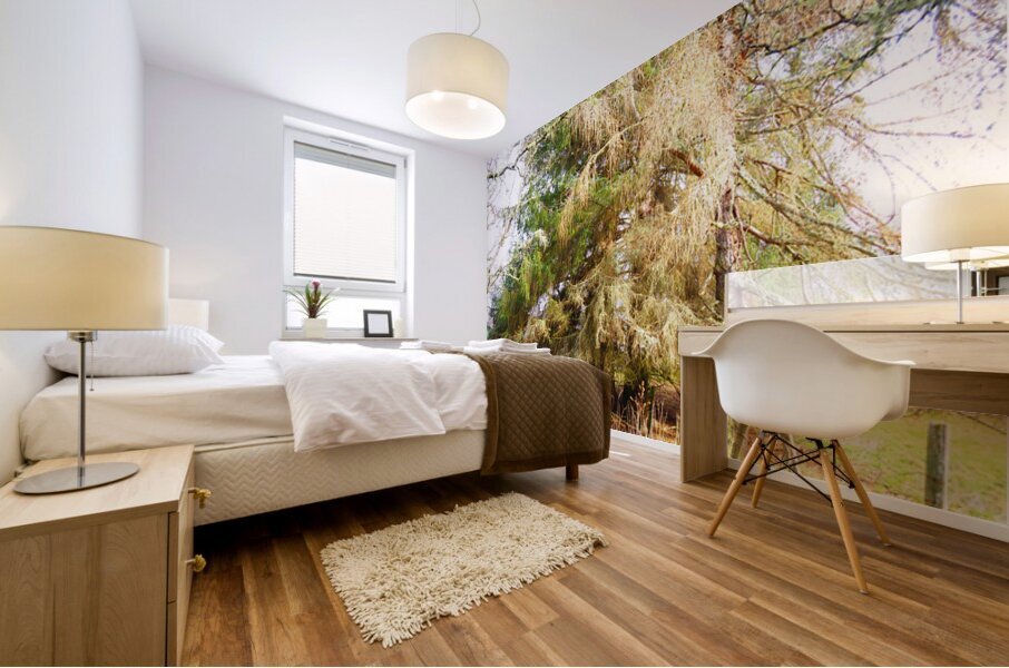  Springtimes Trees in the Scottish Highlands                                                                                                                     Mural print