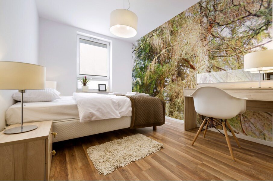 Scottish Highlands Spring Pines                                                                                                                      Mural print