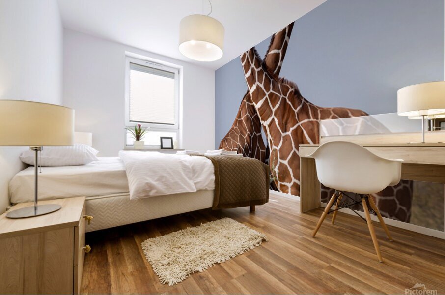 Reticulated Giraffes Mural print