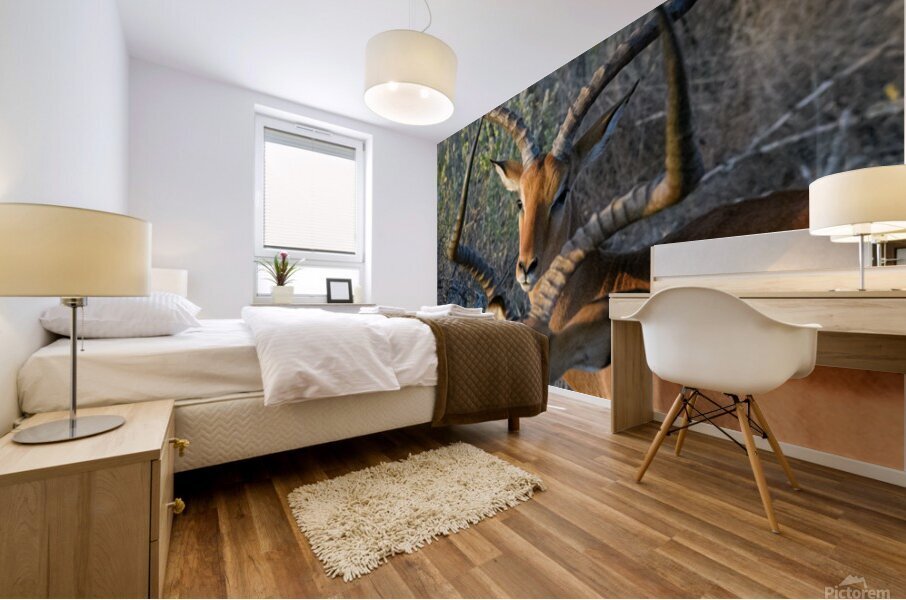 Impala Reflection Mural print