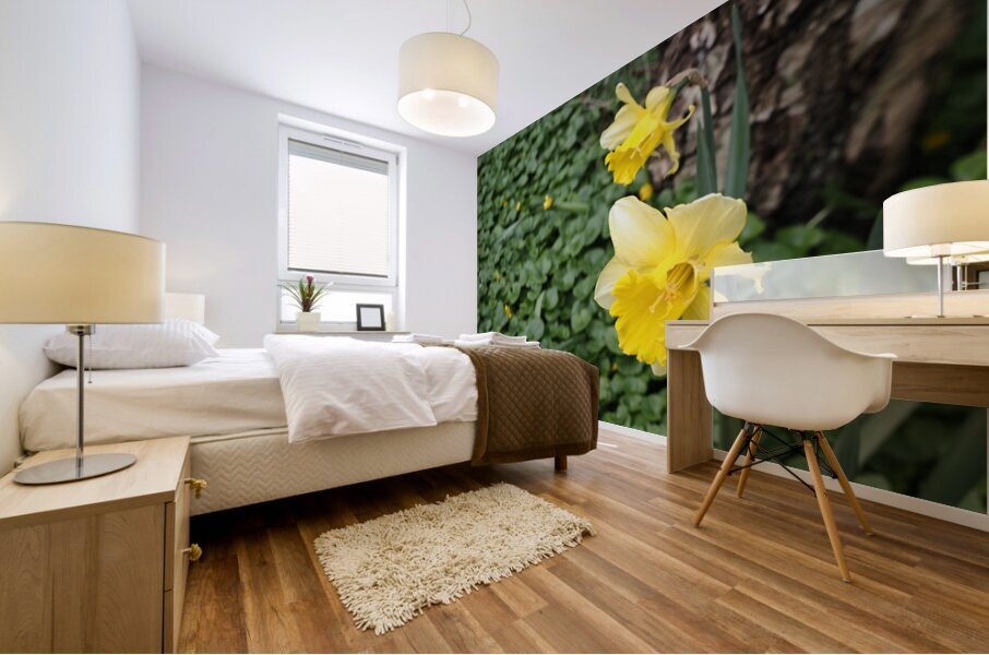 Daffodils in a Sea of Green                                                                                                Mural print