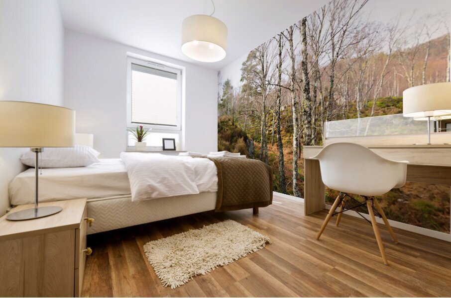 Springs Birch Song for the Scottish Highlands                                                                                                                      Mural print