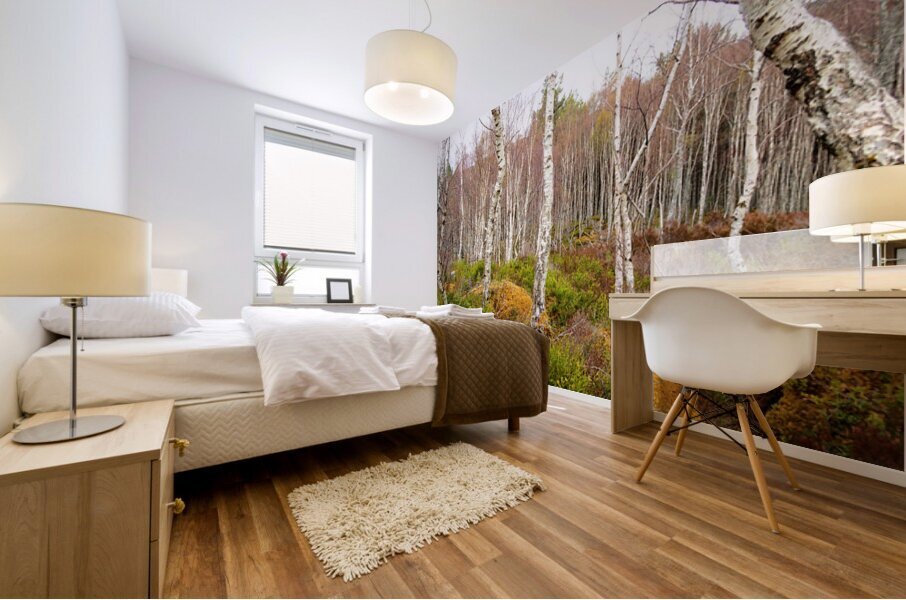  Birch Forest View in the Scottish Highlands                                                                                                                      Mural print