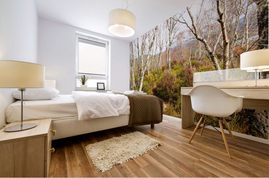  Scottish Highlands Spring Birch Trees                                                                                                                     Mural print