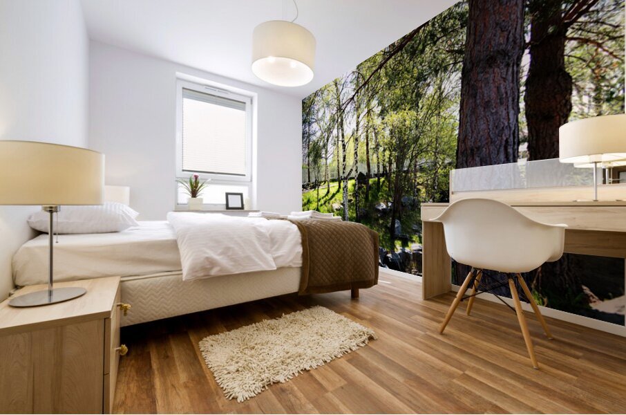  Early Spring Birch and Pine Trees in the Scottish Highlands                                                                                                                     Mural print