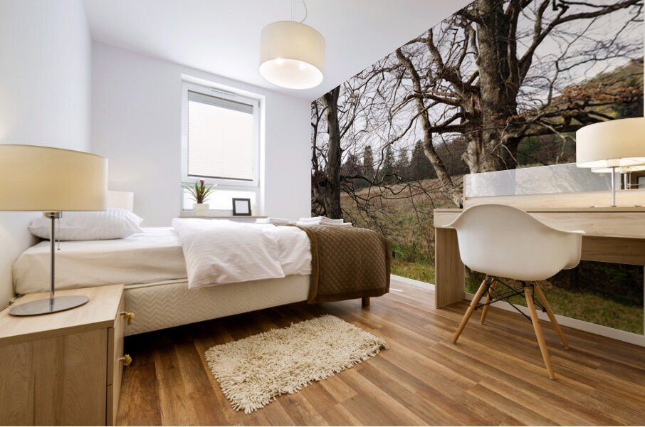  Spring Trees in the Scottish Highlands                                                                                                                     Mural print