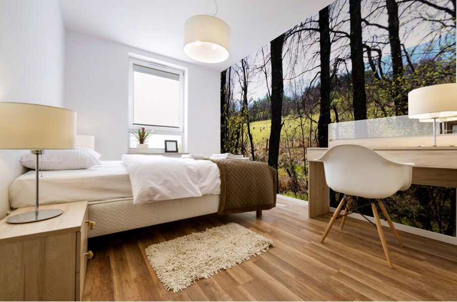 Spring Sheep in the Scottish Highlands                                                                                                                      Mural print