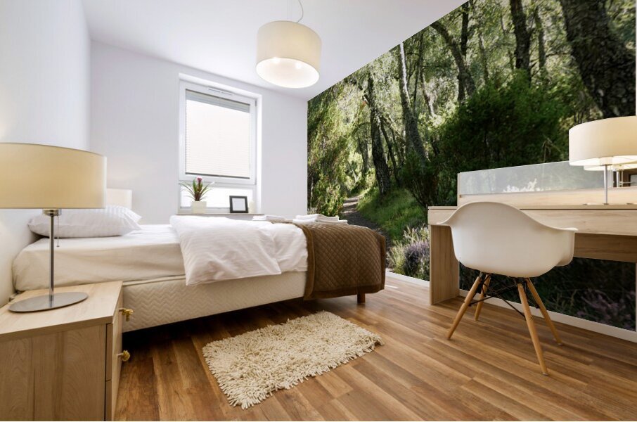 Summer Birch Path in the Scottish Highlands  Mural print
