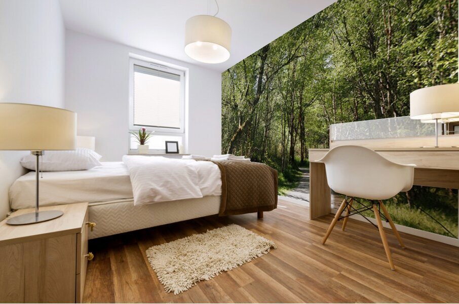  Birch Forest Path In The Scottish Highlands                                                                                                                     Mural print