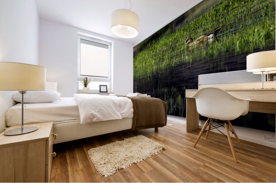 Early Morning Wigeon Mural print