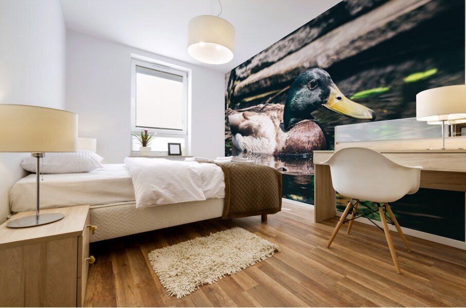 Mallard In The Pond Mural print
