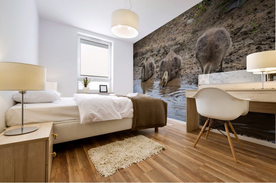 Goslings - A Quiet Moment by the Stream Mural print