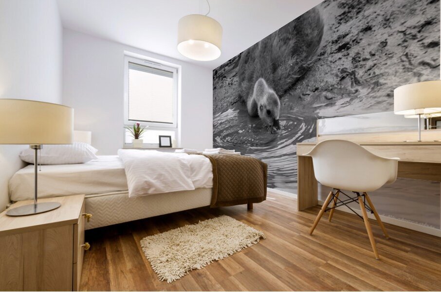 The Stillness of Nature: Gosling and Water Ripples  Mural print