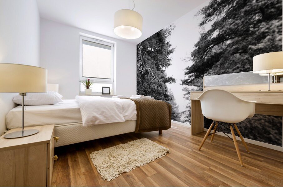 Monochrome Pine Woods in the Scottish Highlands                                                                                                                      Mural print