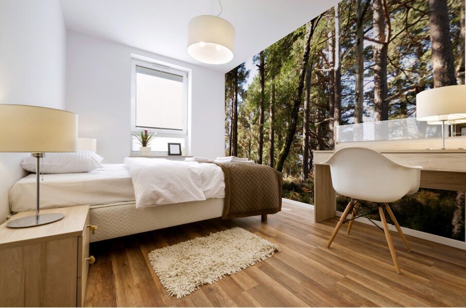  Scottish Highlands Summer Pine Forest Mural print