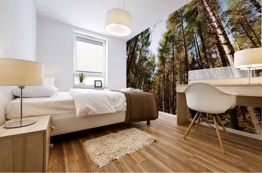 Tall Pines in the Scottish Highlands Mural print