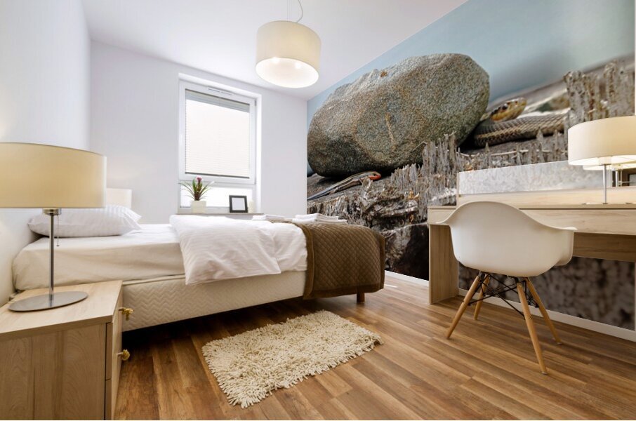 Five Lined Skink And Garter Snake Mural print