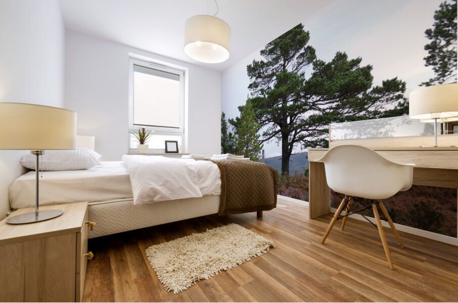 Natures Pine in the Scottish Highlands  Mural print