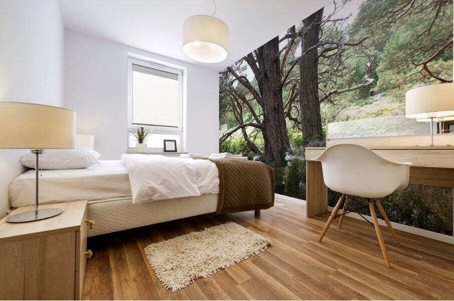 Green Pine Forest Dream Mural print