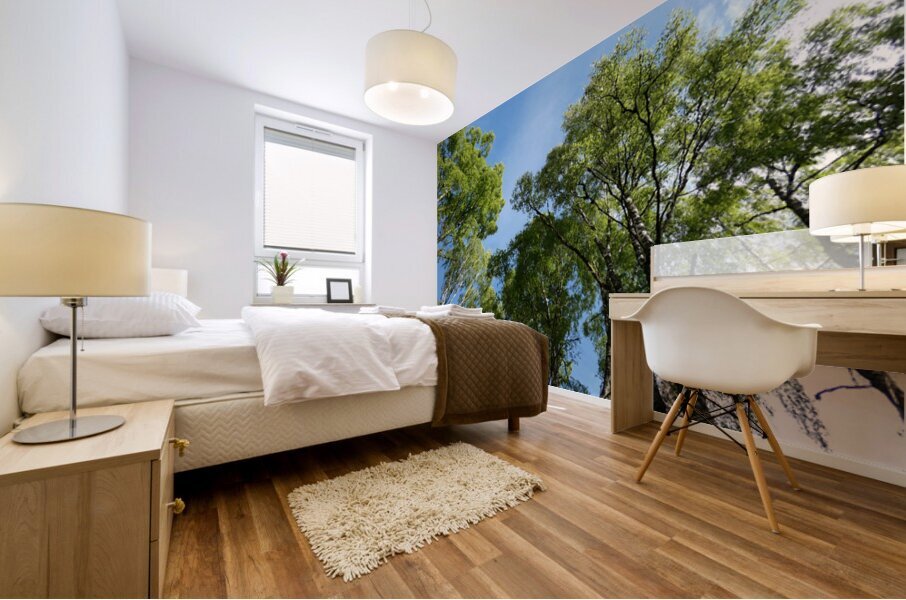 Scottish Highlands Summer Birch Tree Sky Mural print