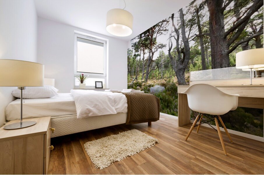 Scottish Highlands Mystical Pine Woodland  Mural print