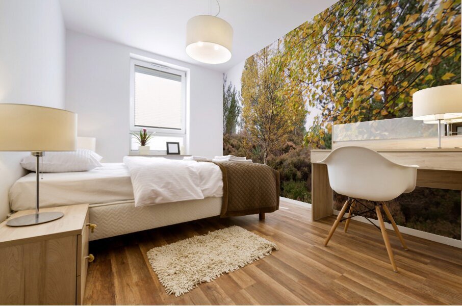 Autumn Birch Tree Glory Mural print