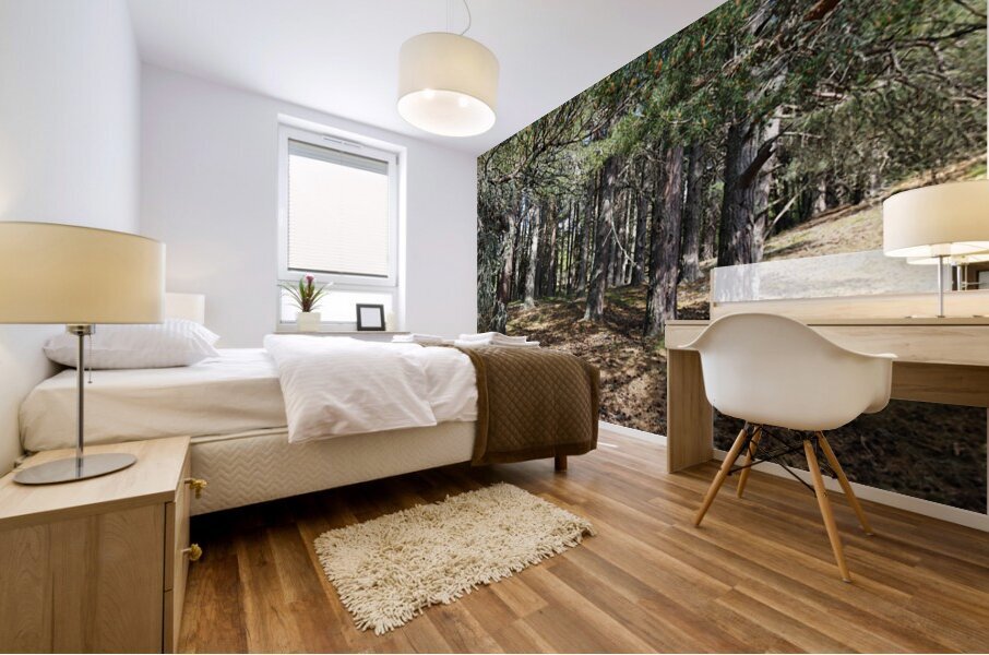 Scottish Highlands Pine Trees                                                                                                                      Mural print