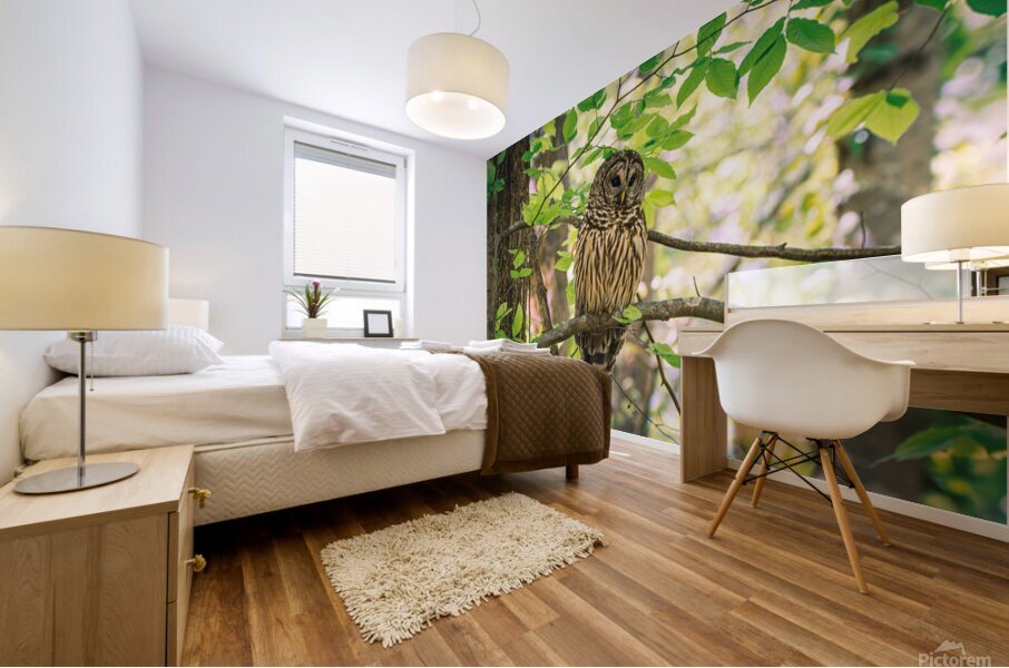 Barred Owl – Calm in the Canopy Mural print