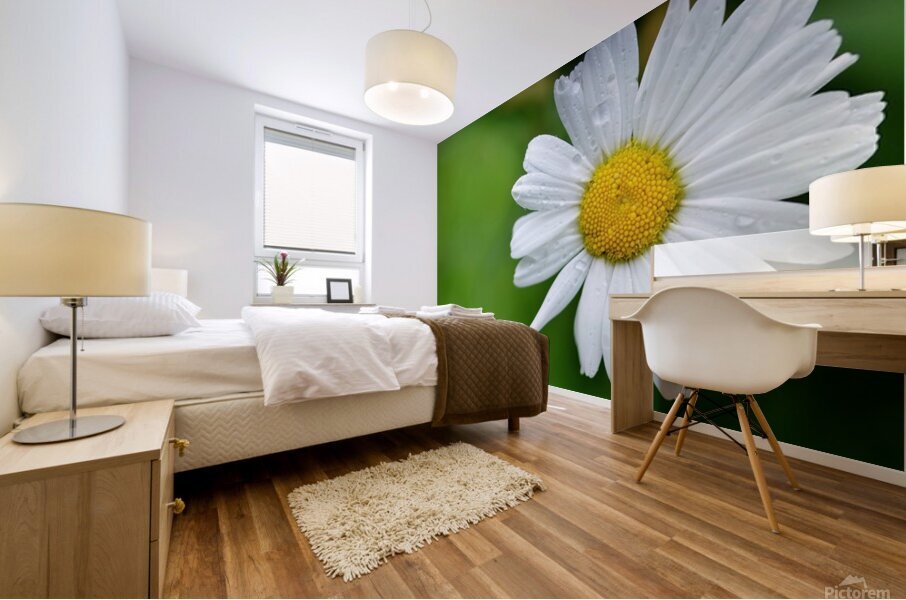 daisy  Mural print