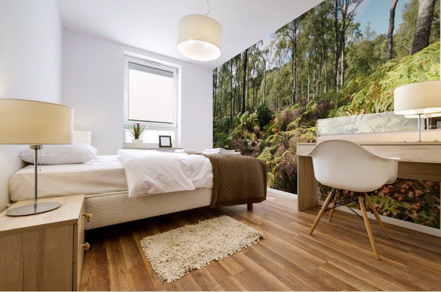 Scottish Highlands Serene Birch Woodland                                                                                                                        Mural print