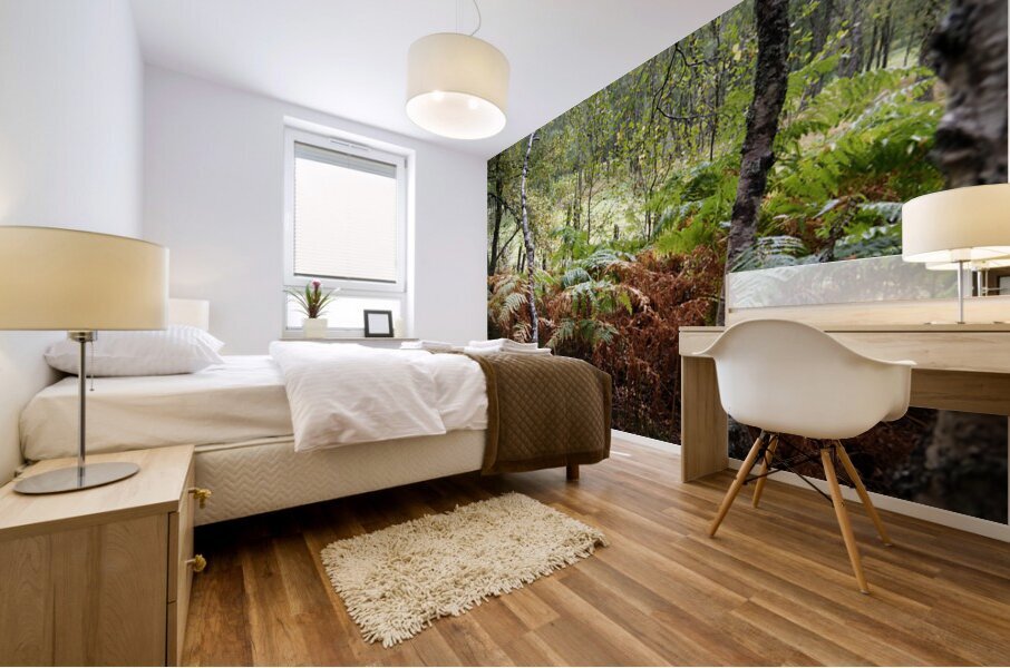  Scottish Highlands Forest Ferns and the Birch Trees                                                                                                             Mural print