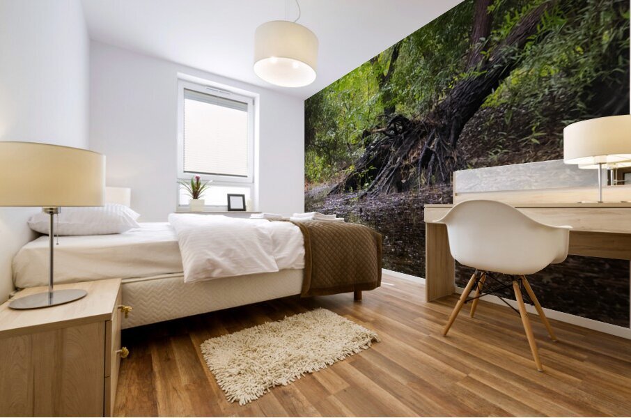 Wetland  Atmospheric Cypress Tree Roots Mural print