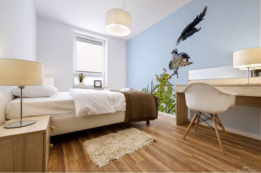 Osprey being strafed by an American Crow Mural print