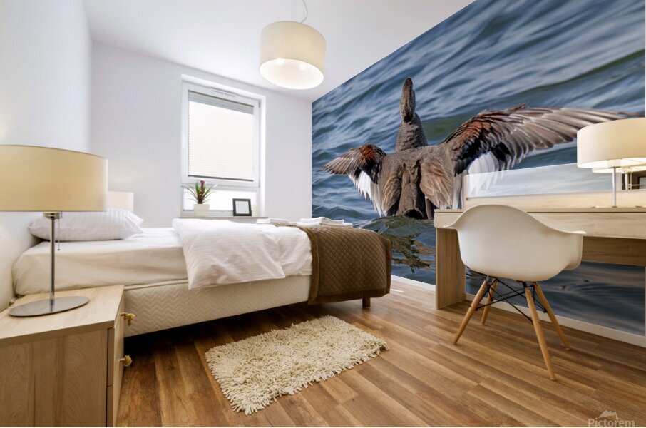 Male Gadwall wing display Mural print