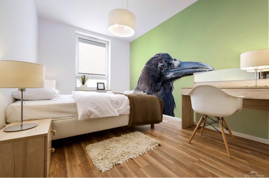 Close up profile of single American Crow Mural print