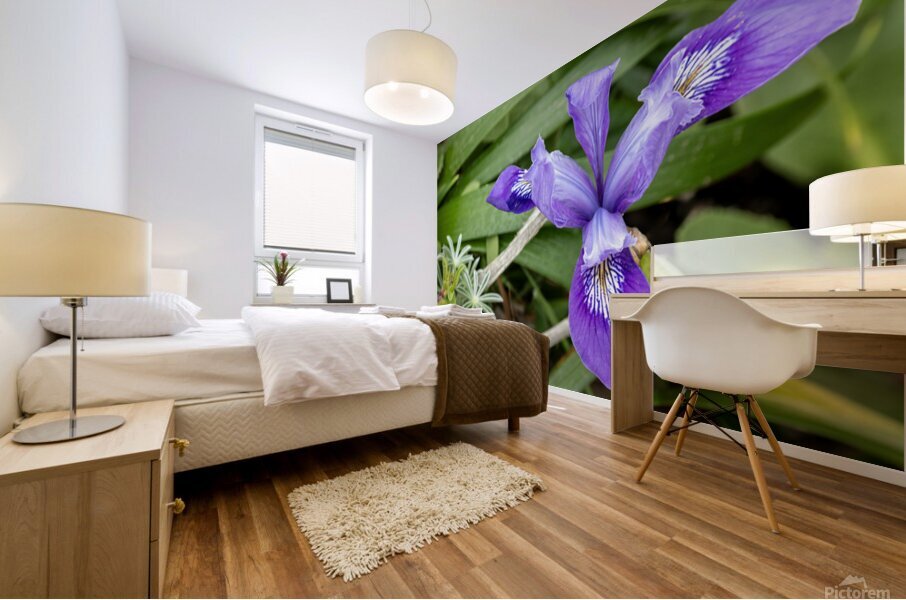 Close up of dwarf iris Mural print
