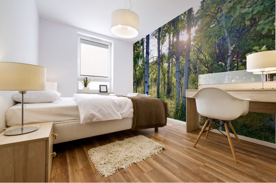 IMG 2143 Light through the aspens Mural print