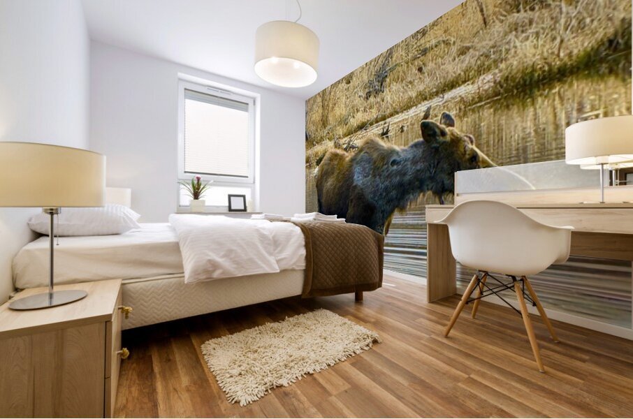 IMG 2748. Cow moose in a glassy pond Mural print