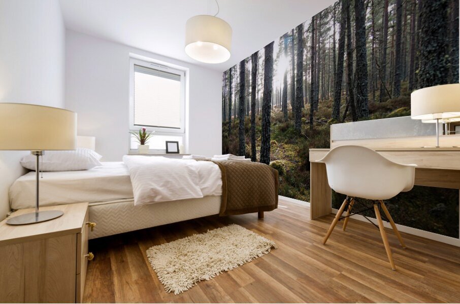 Sunlight through the Pines                                                                                                                      Mural print